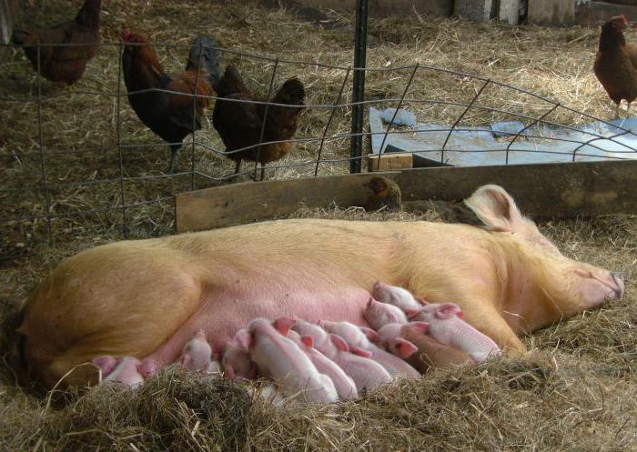 Pregnant sows