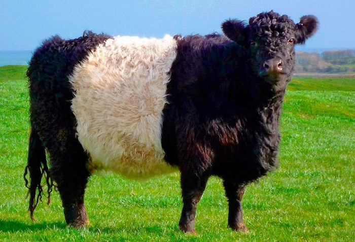 ギャロウェイ牛の品種