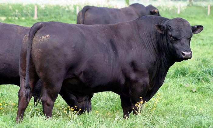 Aberdeen Angus cattle breed