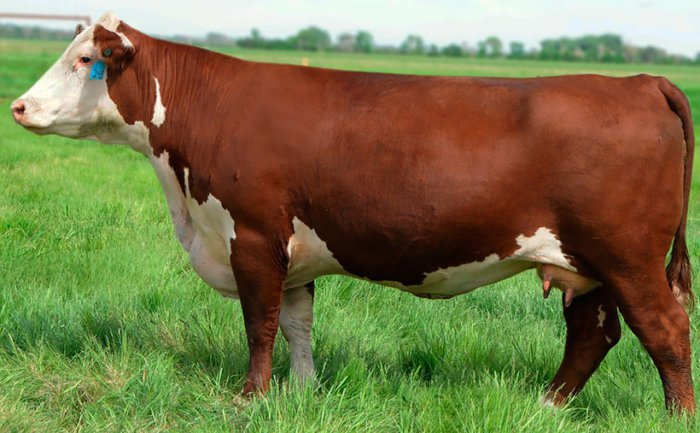 vaca hereford
