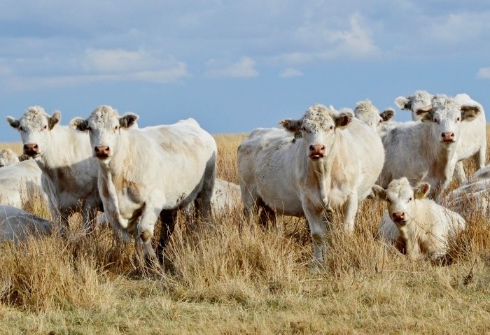 Auliekol breed of cattle