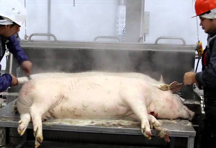 cerdo al matadero