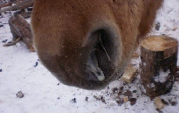 Horse pasteurellosis