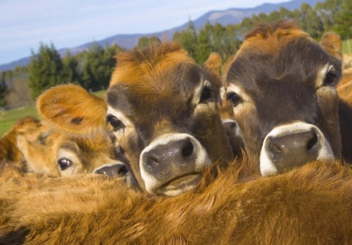 Criação de gado jovem em grupo