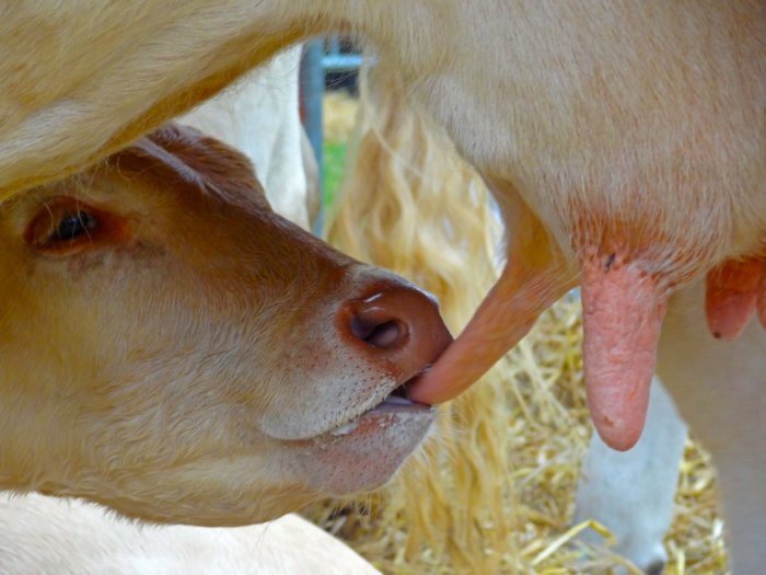 Suction method of rearing calves
