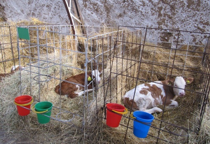 Cold rearing of calves