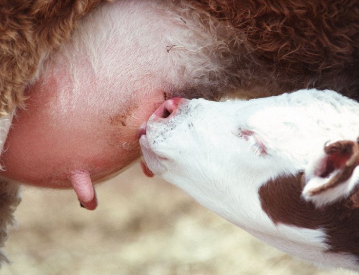 Råmjölk för en kalv