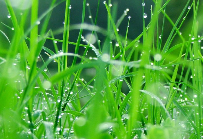 Fresh grass