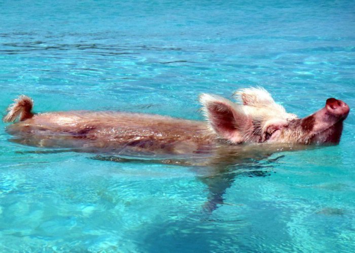 Pigs need a "pool"