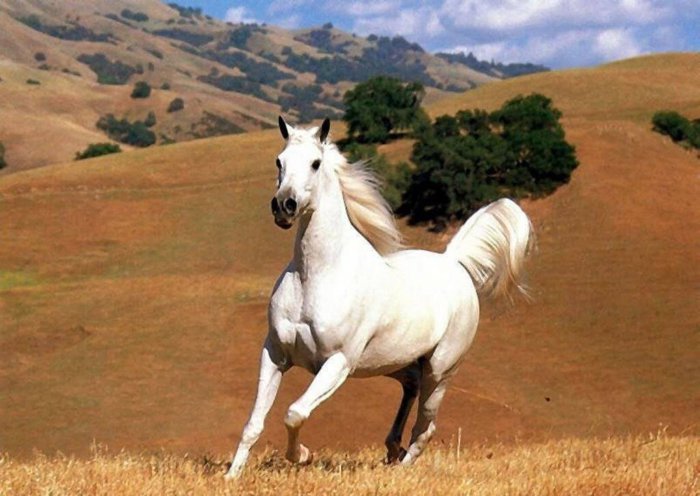 Koń Mustang