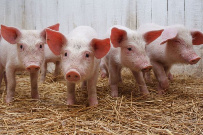 How to raise piglets at home?