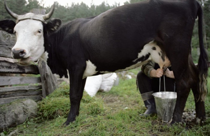 hand milking