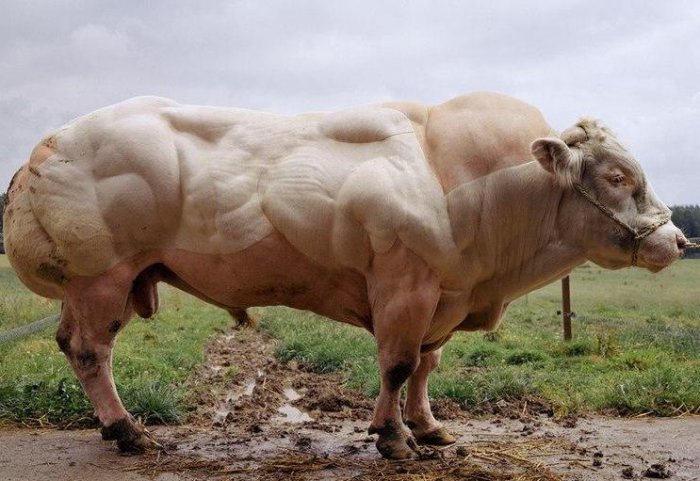 العضلات في الماشية