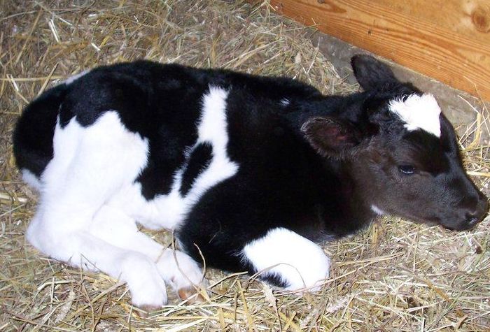 Bloating and rapid weight loss in calves