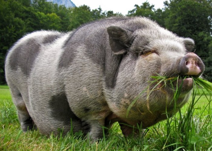 Feeding a pregnant pig