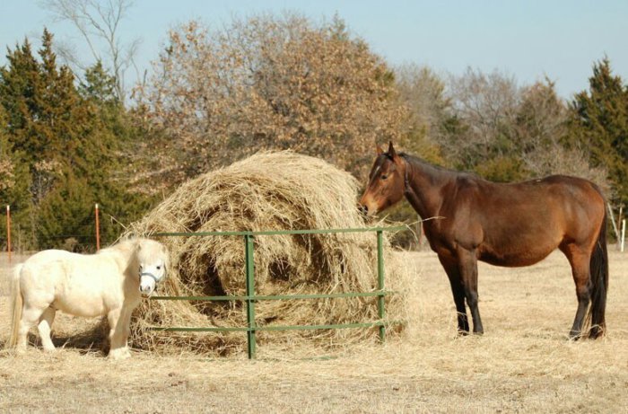 hay for horses