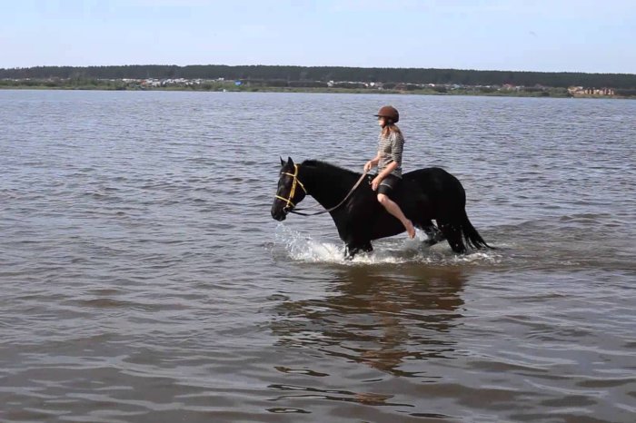 水浴びする馬