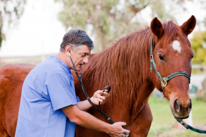 Examen del caballo por un veterinario.