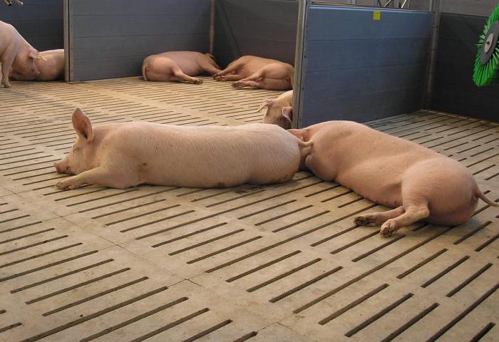 Las condiciones adecuadas para criar cerdos.