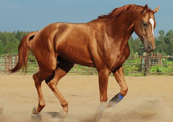 Cavalo de corrida Budyonnovskaya