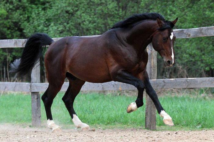 Hanoverian racehorse