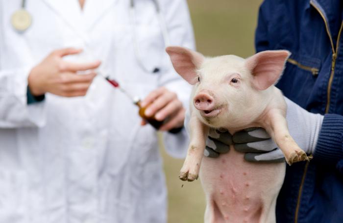 Vaccination of healthy pigs