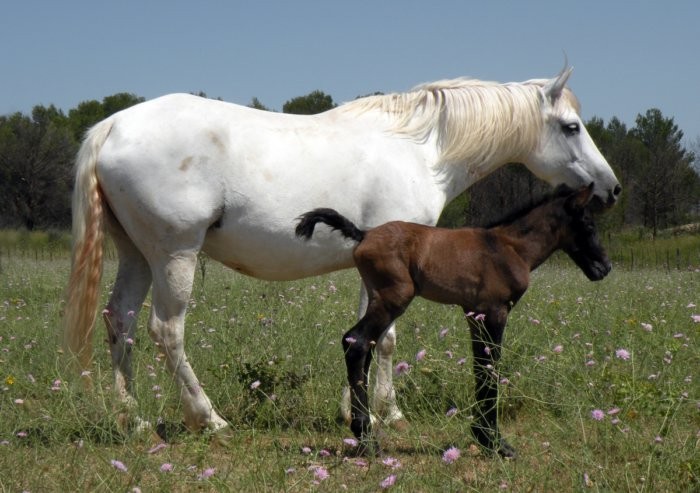 Camargue horse with foal