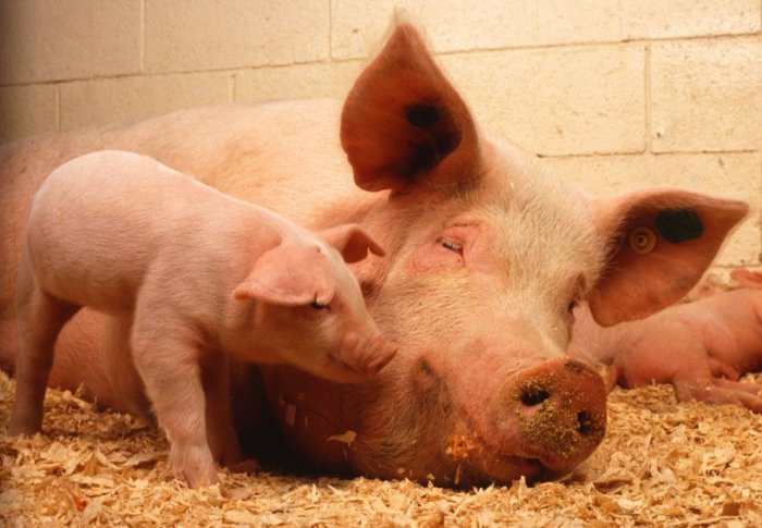 Mantener a los cerdos en habitaciones limpias y cálidas.