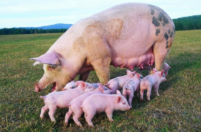 Pig with piglets Pietrain