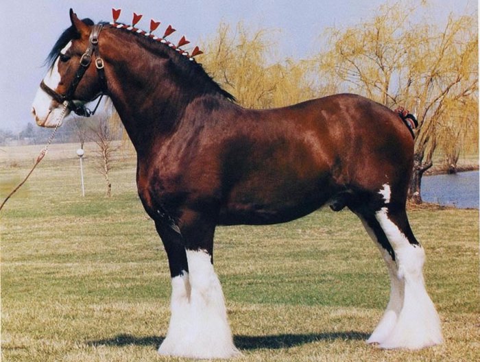 حصان الجر الاسكتلندي