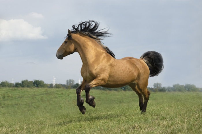 Belarusian draft horse