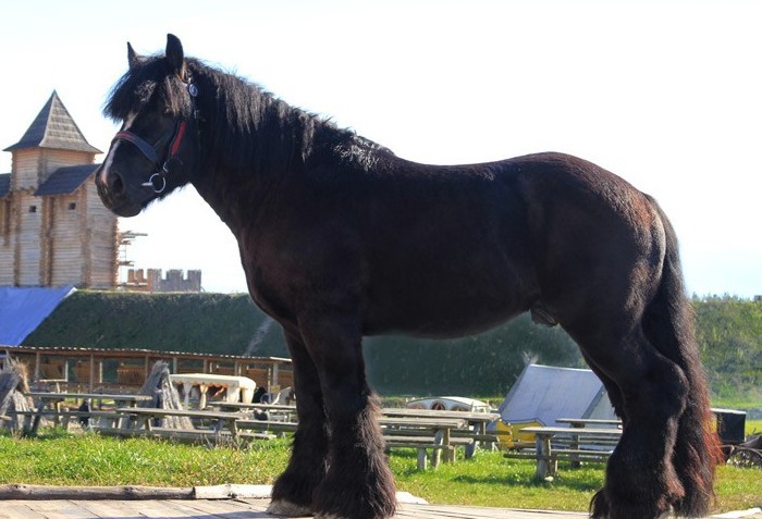 Brabancon horse breed