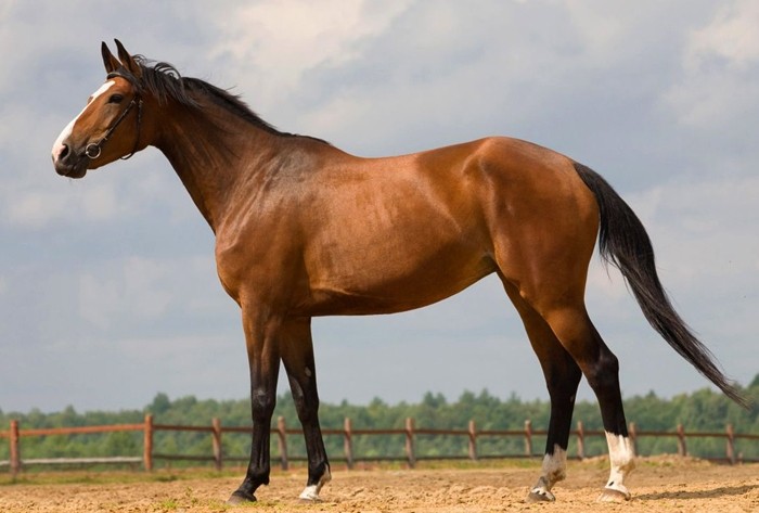 Westfaals paard