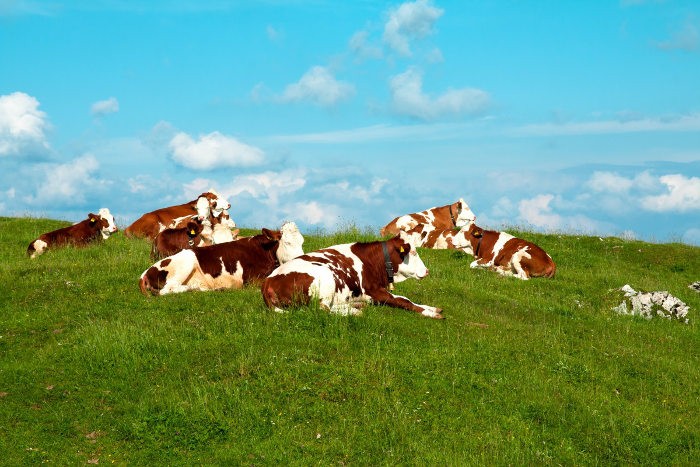 Livestock grazing exclusively on proven pastures