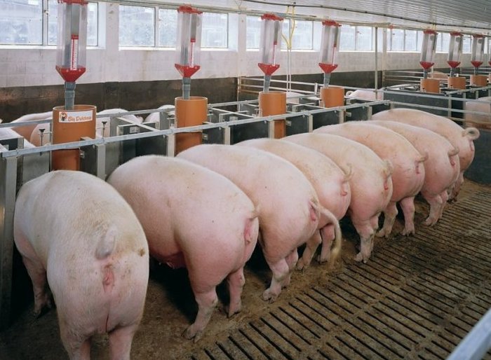 Accelerated growth of pigs