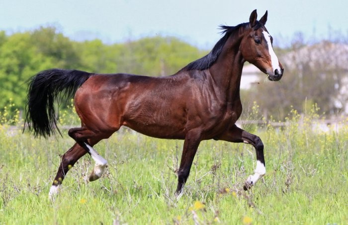 Ukrainian horse breed