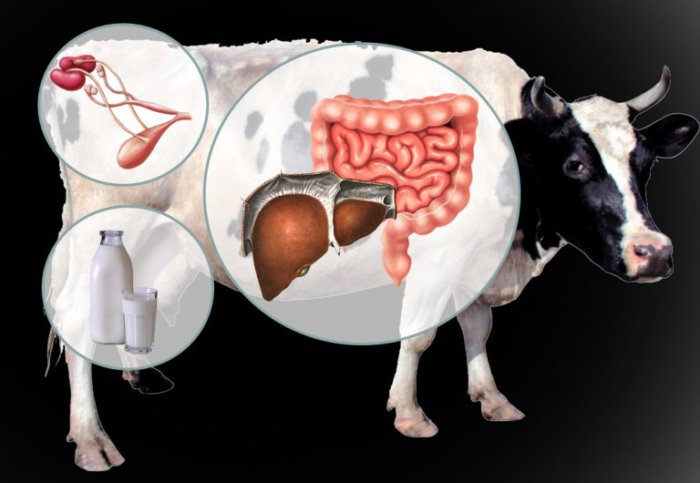 The digestive tract of a cow
