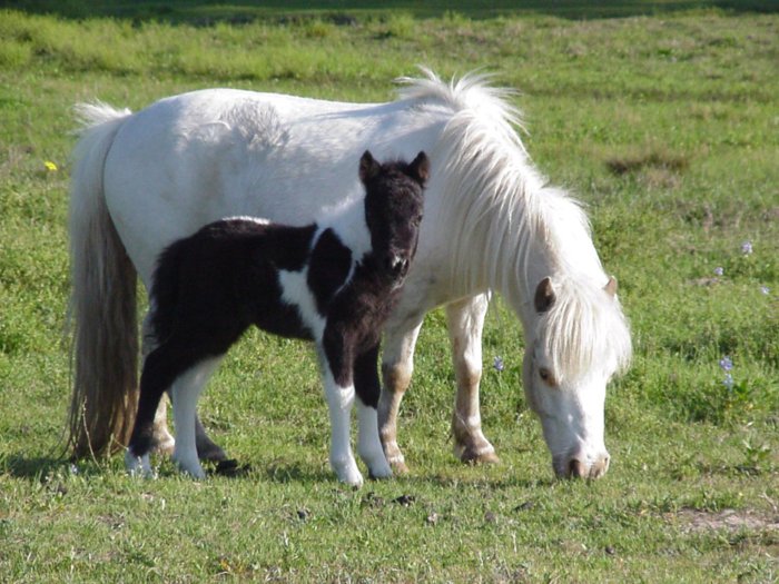 Caballo de raza Terranova pony