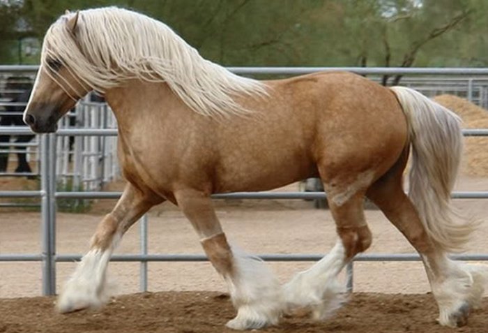 Cavallo color crema americano