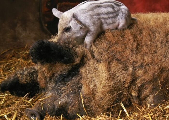 Porco húngaro de lã com um bebê