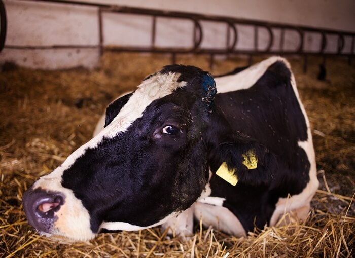 If the calf has a swollen belly, treatment should begin immediately.