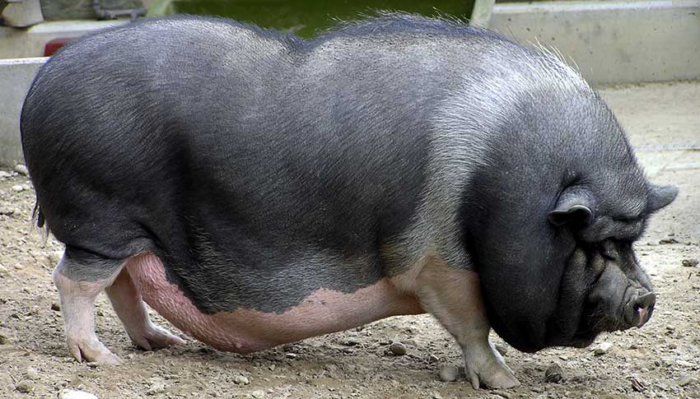 Pregnant Vietnamese pig