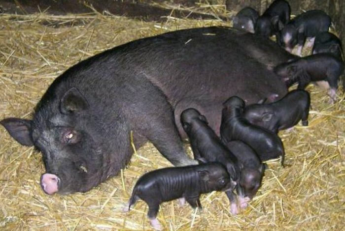 Feeding newborn piglets