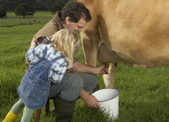 milking cows