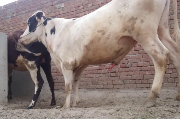 Cow insemination
