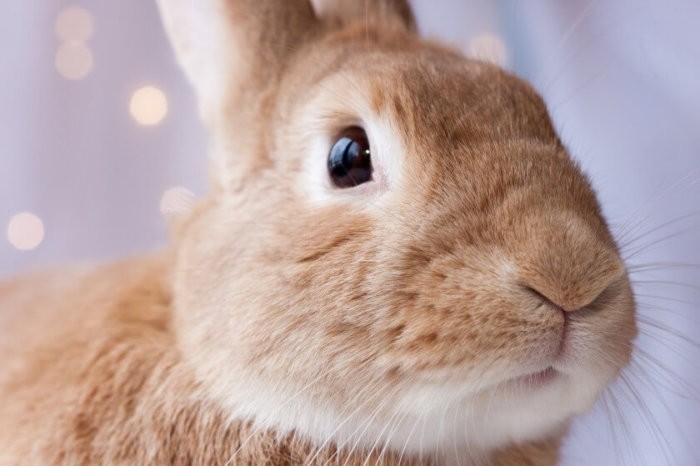 Conejo para muestra biológica según Paul