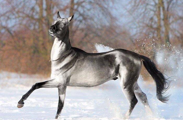 Sølv buckskinn hest