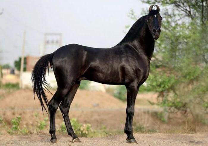 Marvari horse breed