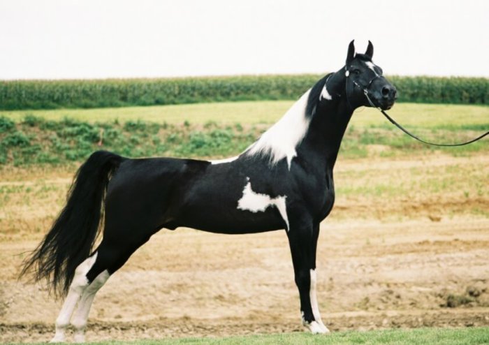 La raza de equitación americana se caracteriza por trajes bayos y negros.