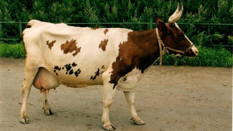 Ayshir breed of cows